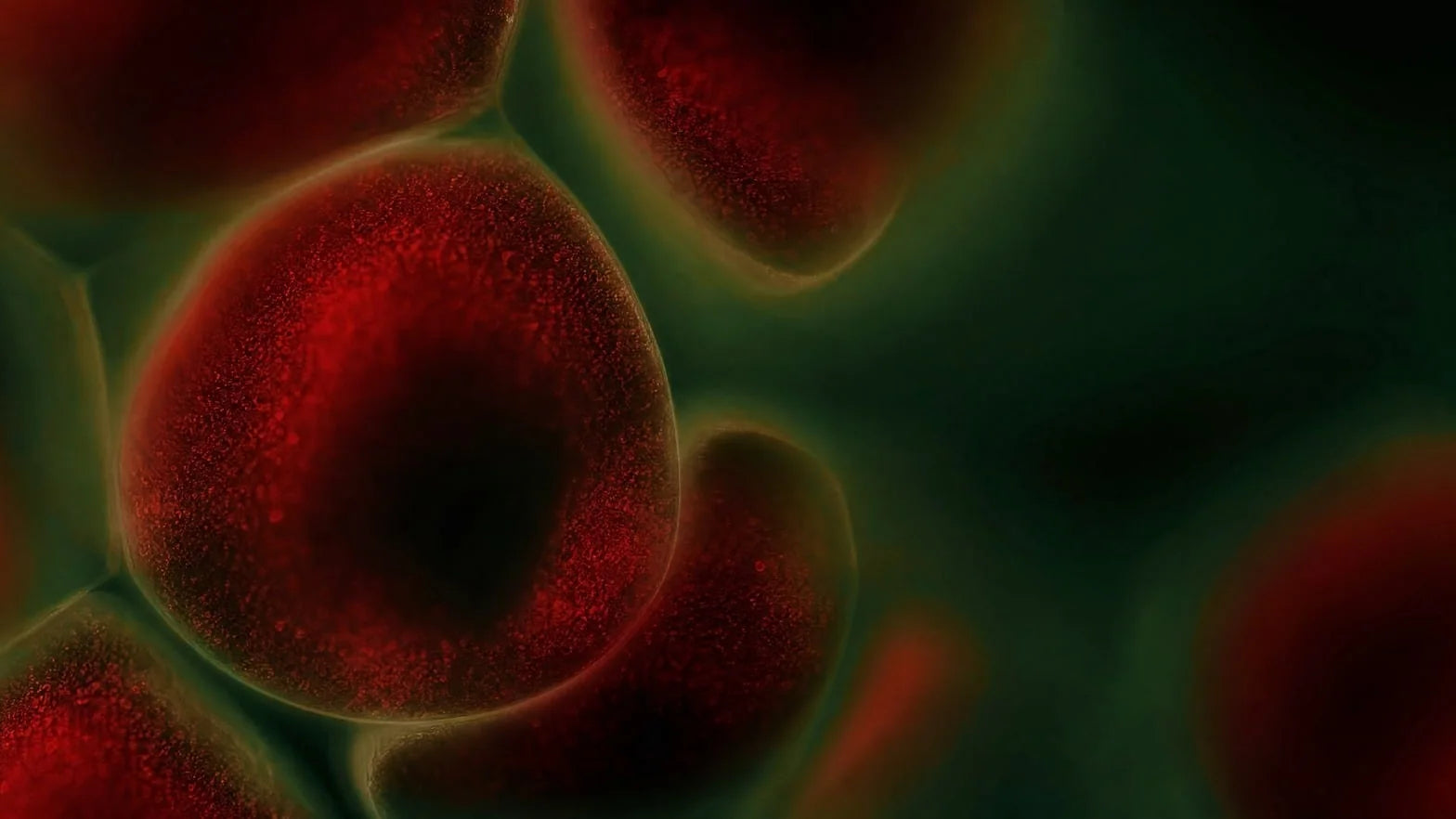 Red microalgae cells under the microscope