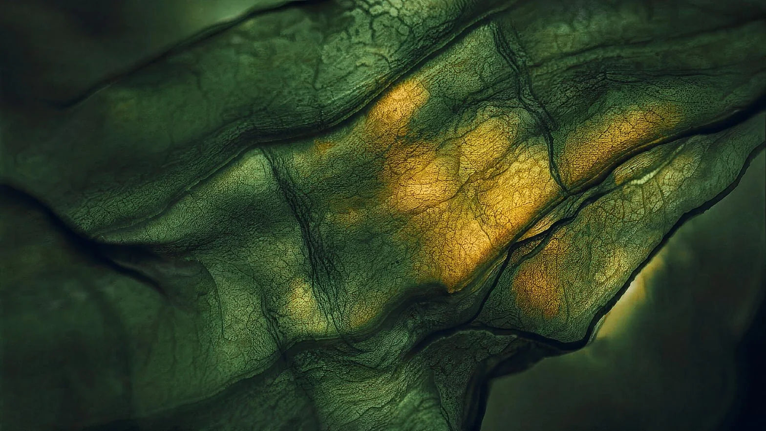 Macro close-up of a green leaf with golden pigment