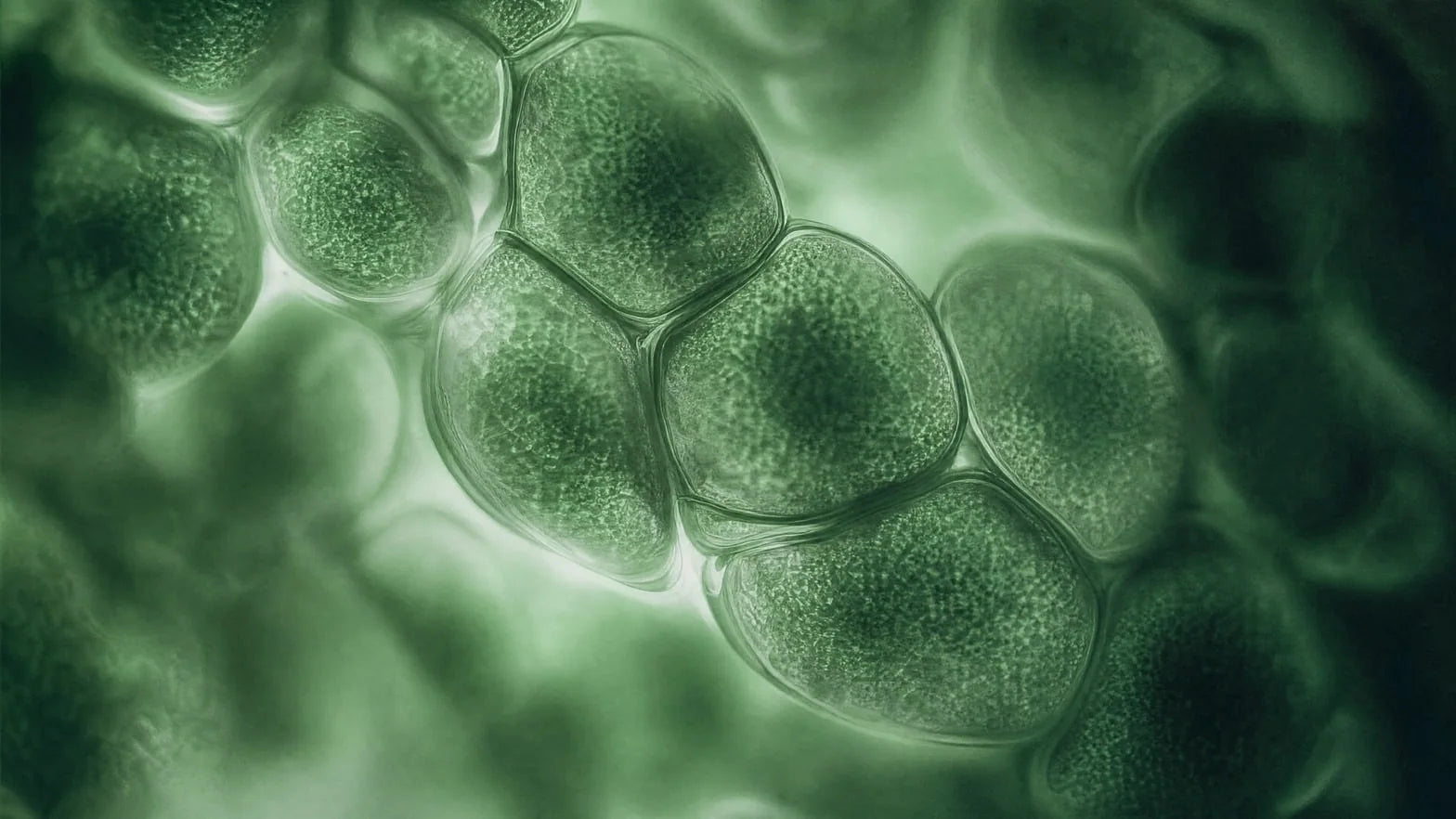 Microalgae cells under the microscope
